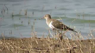 Common sandpiper on the river beach [upl. by Miksen]