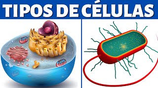 TIPOS DE CÉLULAS eucariotas y procariotas organelos celulares y diferencias🦠 [upl. by Nora]