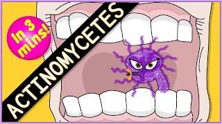 Actinomycetes Microbiology Morphology pathophysiology symptoms diagnosis treatment [upl. by Hairim]