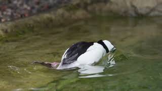 Bufflehead  A Fascinating Waterfowl of North America [upl. by Kelila657]