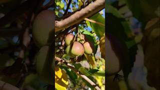 Zwergkiwi Actinidia arguta sind reif YouTubeCreatorCommunity [upl. by Brodsky872]