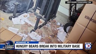 Bears ransack storage room at Alaska military base to feast on food [upl. by Ibson]