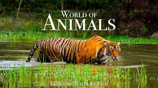 Animal World 4K  Scenic Wildlife Film With Calming Music [upl. by Atnad]