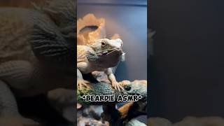 Feeding Drako his Dubias beardeddragon feeding reptiles asmr [upl. by Aislehc]