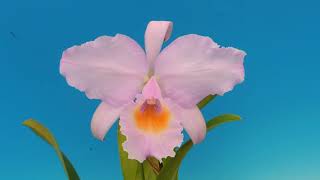 Cattleya schroederaeRey orchid [upl. by Aytida]