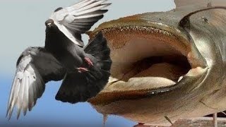 Catfish VS Pigeon Amazing Video by Catfish World [upl. by Brod]