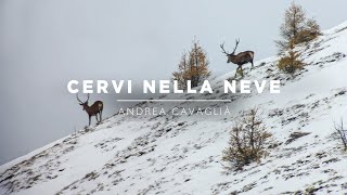 Cacciatori di Montagna 4  Ep2 Cervi nella neve [upl. by Sherburn829]