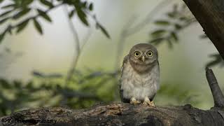 Spotted owlet [upl. by Ximenes43]