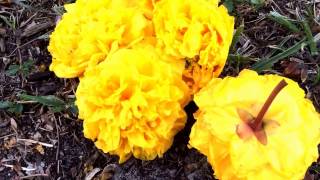 Tree PeonyNow identified as Cochlospermum by VelamobobThx [upl. by Emogene]