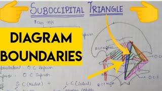 Suboccipital Triangle [upl. by Nesila664]