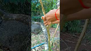 A106 Grafting fruit trees techniquesgrafting lemon wedges shorts easy YouTube youtubeshorts [upl. by Hendricks722]