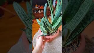 Гастерия 🐍 gasteria succulent plants garden flowers urbanjungle plantlover [upl. by Elrebmik]