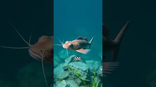 Catfish Freshwater Giants or Bottom Feeders 🐟💥 catfish catfishfacts [upl. by Akcir]