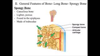 Chapter 6 Bone Ossification Repair Lecture Final PlayPosit [upl. by Sauers]