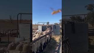 Watch This Talented Dog Demonstrates How to Move Sheep Like a Pro 🐑🐶 [upl. by Adnarrim]