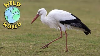 Wild World  The White Stork  ZeeKay [upl. by Atsejam]