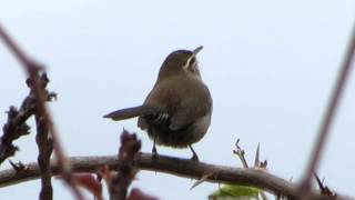 Singing Bewicks Wren [upl. by Auhso791]