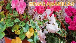 cyclamen hojas amarillas chuyito jardinero [upl. by Reddin566]