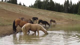 Waterhole Video [upl. by Enineg668]