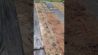 Market garden update homesteadgarden homesteading gardening garden peppers [upl. by Gnes]