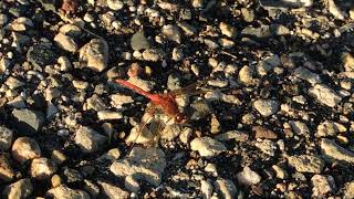 Sympetrum internum Cherryfaced Meadowhawk Male [upl. by Ahseiyt]