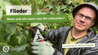 Wann und wie ihr euren Flieder richtig zurückschneidet Hilfreiche Tipps vom Gartenprofi [upl. by Ahsiuqat]