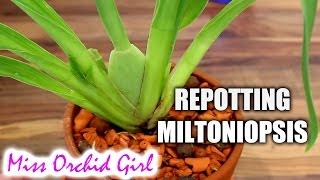 Repotting Miltoniopsis Orchid in Seramis and hydroton [upl. by Mena]