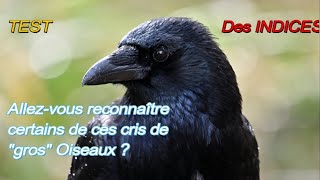 BLIND TEST N° 2  Apprendre 8 cis de GROS OISEAUX [upl. by Lorou]