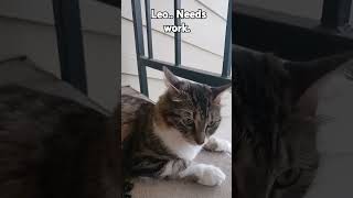 Met a three legged cat 🥳🖐 music disco love musica song [upl. by Mitch227]