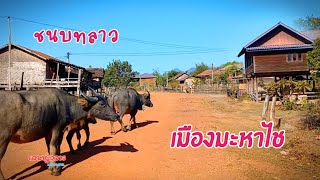 ชนบทลาว บ้านคำแพใหญ่  บ้านคำเฟือง เมืองมะหาไช ●● ບ້ານຄຳແພໃຫຍ່  ຄຳເຟືອງ ມມະຫາໄຊ ຂຄຳມ່ວນ [upl. by Leverett]