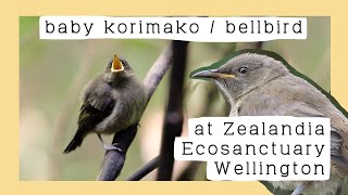 Juvenile korimako  bellbird at Zealandia Ecosanctuary [upl. by Ecirehs]