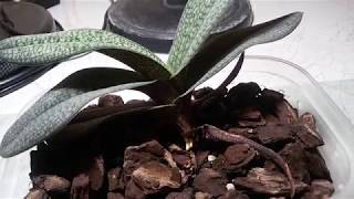 MICRANTHUM PAPHIOPEDILUM УРАНАКОНЕЦТО КОРНИ [upl. by Rider]