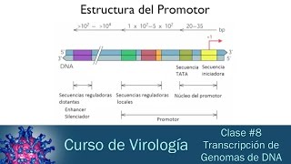 Clase 8  Transcripción de Genomas de DNA [upl. by Netsew]