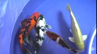 07 Central Florida Koi Show  Part C [upl. by Tut]