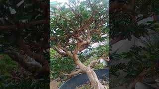 BONSAI KALIANDRA SULIMARAJA shorts [upl. by Kean]