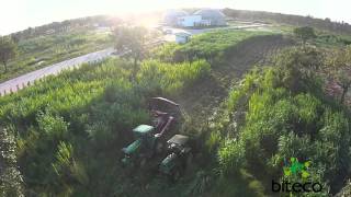 Napier grass harvesting for 1MW biogas plant in Thailand Part 1 [upl. by Timmy]