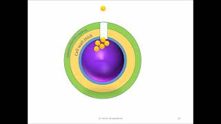 Streptococci Grampositive catalase negativecocci A [upl. by Georgena]