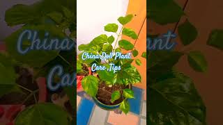 China Doll Plant Care Tips Radermachera SinicaMeenakshi House Garden [upl. by Geiss]