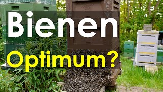 BienenOptimum warum verhindern manche Imker starke Völker Kritikvideo [upl. by Durr]