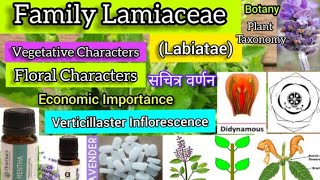 Family Lamiaceae Labiatae Plant taxonomy Plant families [upl. by Aracot]