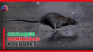 ¡Plaga Imparable Las 10 Ciudades Más Infestadas de Ratas en Estados Unidos My Resenas [upl. by Akenot]