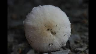 Psathyrella candolleana [upl. by Edmea]