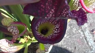 sarracenia vs frelons asiatiques [upl. by Grubb275]