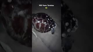 100 Year old Tortoise in Visakhapatnam Beach [upl. by Enyahc268]