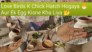 Love Birds K Chick Hatch Hogaya 🐣 Aur Ek Egg Kisne Kha Liya 🤔 [upl. by Adiarf]