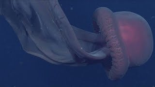 Scientists Spot Rare Giant Phantom Jellyfish With 33FeetLong MouthArms [upl. by Salomone]