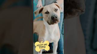 Adopt me  Tito  Skiatook Paws and Claws tiptopk9 dogtrainer adoptme [upl. by Tawney]