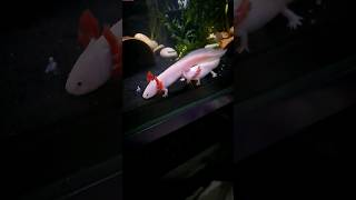 Axolotl Mating Dance [upl. by Trilbie625]