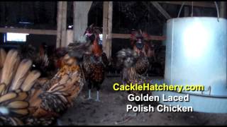 Golden Laced Polish Chicken Breed Breeder Flock  Cackle Hatchery [upl. by Anilehs876]