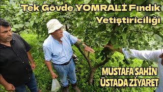 Fındık Tarımının Duayen İsimlerinden MUSTAFA ŞAHİN Üstad Tek Gövde YOMRALİ Ceşitini Anlatıyor [upl. by Hedvige]